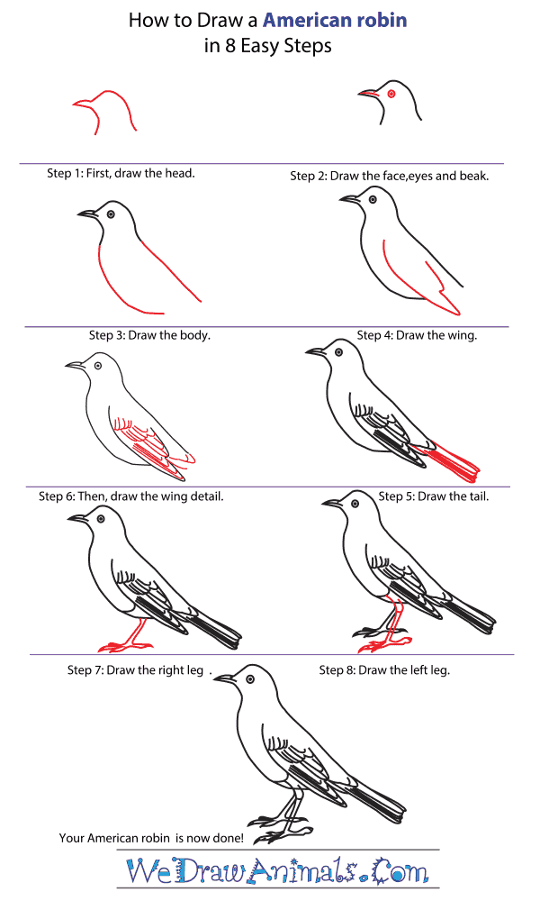 How to Draw an American Robin - Step-By-Step Tutorial