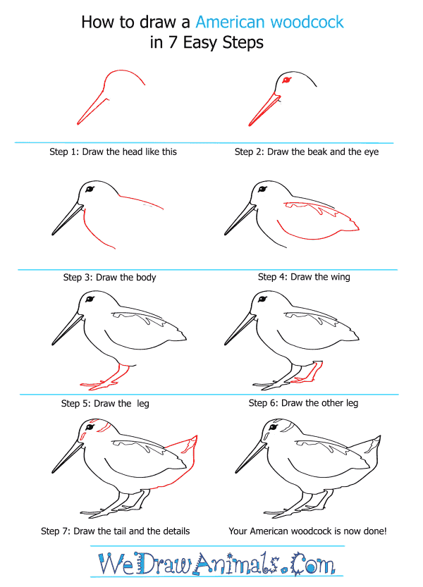 How to Draw an American Woodcock - Step-by-Step Tutorial