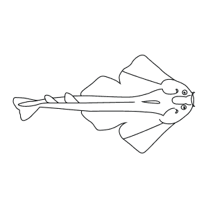 How To Draw an Angel Shark - Step-By-Step Tutorial