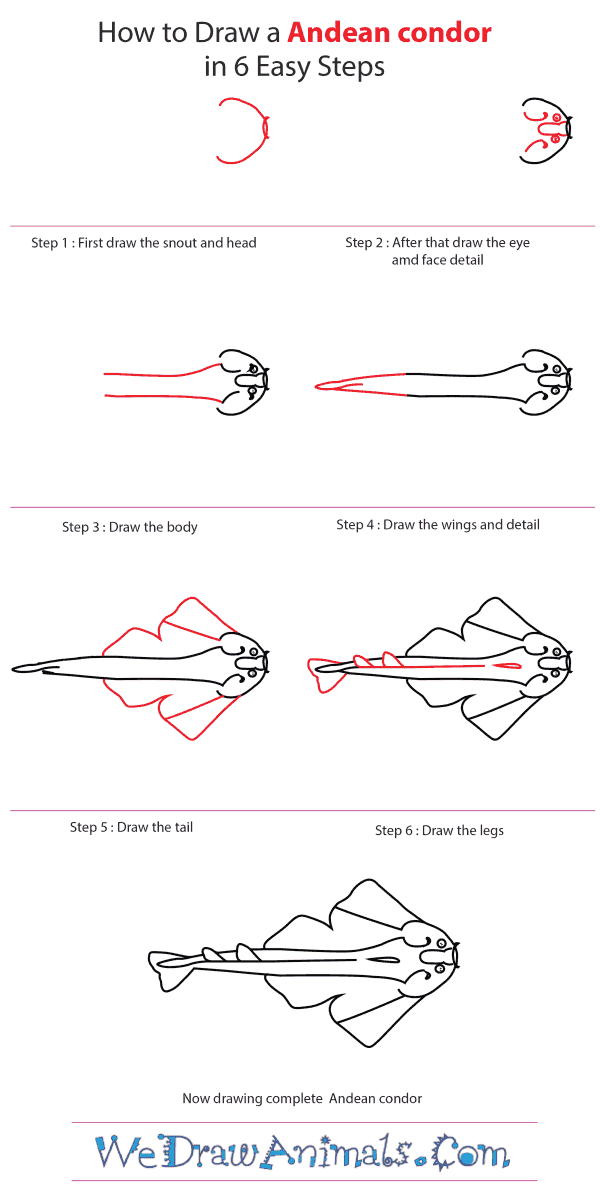 How to Draw an Angel Shark - Step-by-Step Tutorial