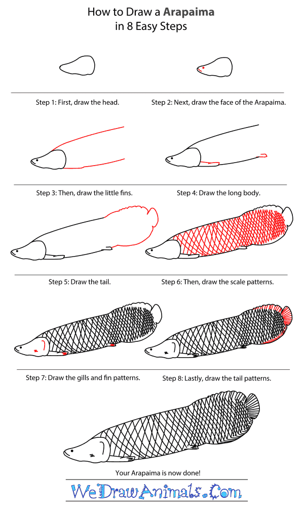How to Draw an Arapaima - Step-By-Step Tutorial