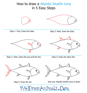 How to Draw an Atlantic Bluefin Tuna