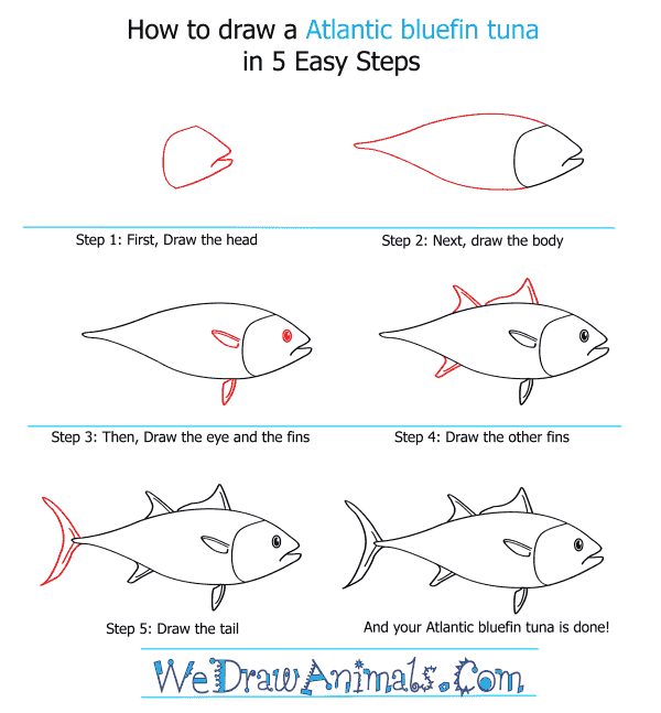 How to Draw an Atlantic Bluefin Tuna - Step-by-Step Tutorial