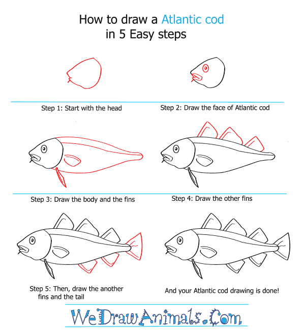 How to Draw an Atlantic Cod - Step-by-Step Tutorial