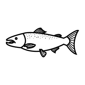 How To Draw an Atlantic Salmon - Step-By-Step Tutorial