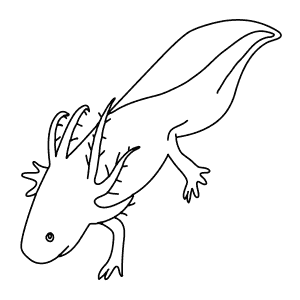 How To Draw an Axolotl - Step-By-Step Tutorial