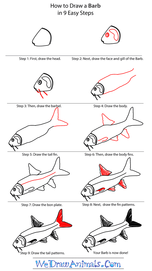 How to Draw a Barb - Step-By-Step Tutorial