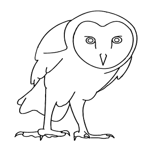 How To Draw a Barn Owl - Step-By-Step Tutorial