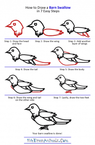 How to Draw a Barn Swallow