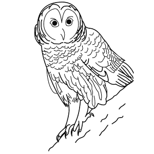 How To Draw a Barred Owl - Step-By-Step Tutorial