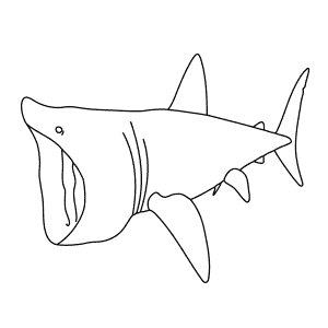 How To Draw a Basking Shark - Step-By-Step Tutorial