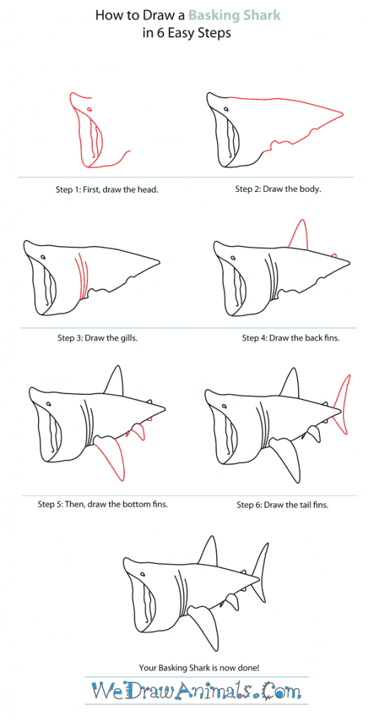 How to Draw a Basking Shark