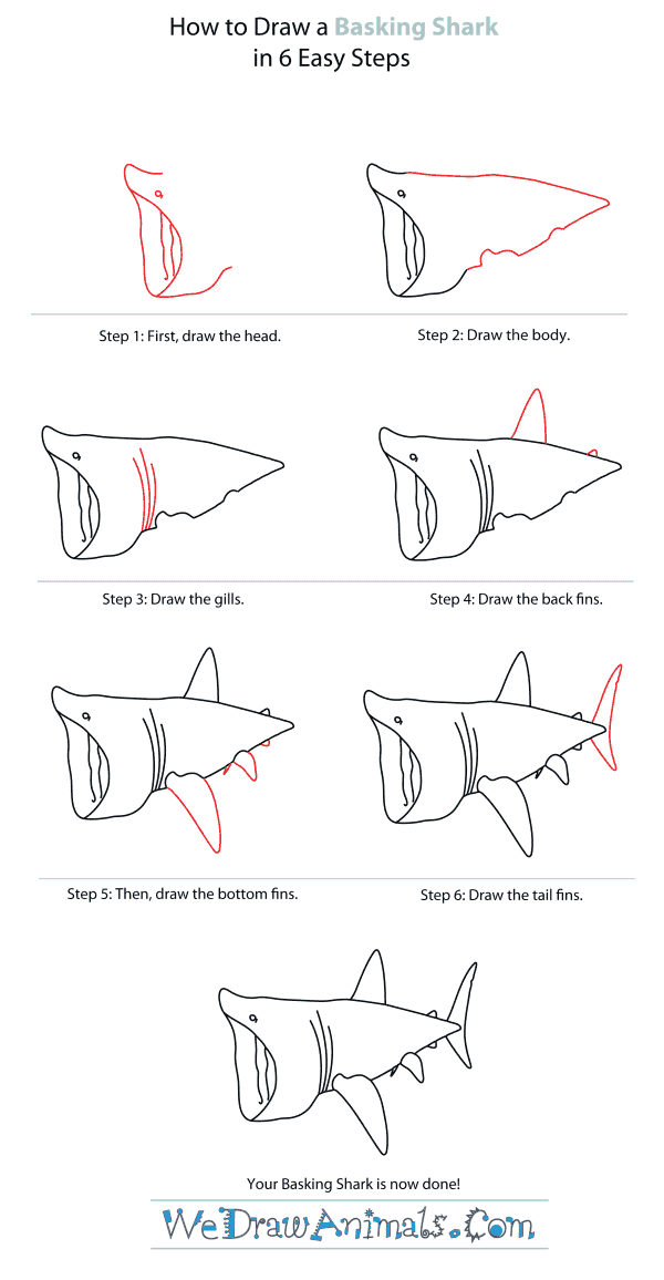 How to Draw a Basking Shark - Step-By-Step Tutorial