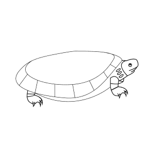How To Draw a Beal'S Eyed Turtle - Step-By-Step Tutorial