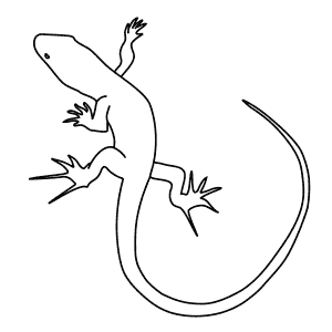 How To Draw a Bedriagaâ€™S Rock Lizard - Step-By-Step Tutorial