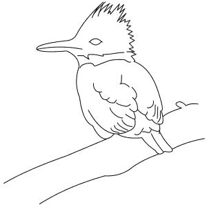 How To Draw a Belted Kingfisher - Step-By-Step Tutorial