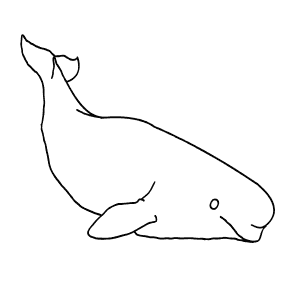 How To Draw a Beluga Whale - Step-By-Step Tutorial