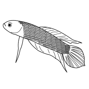 How To Draw a Betta - Step-By-Step Tutorial