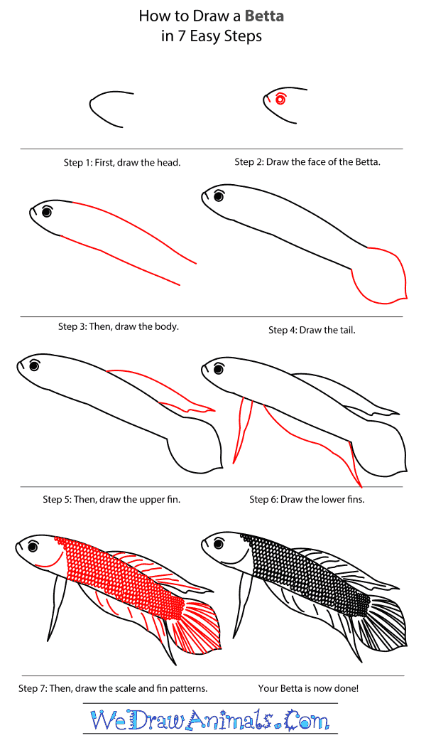 How to Draw a Betta - Step-By-Step Tutorial