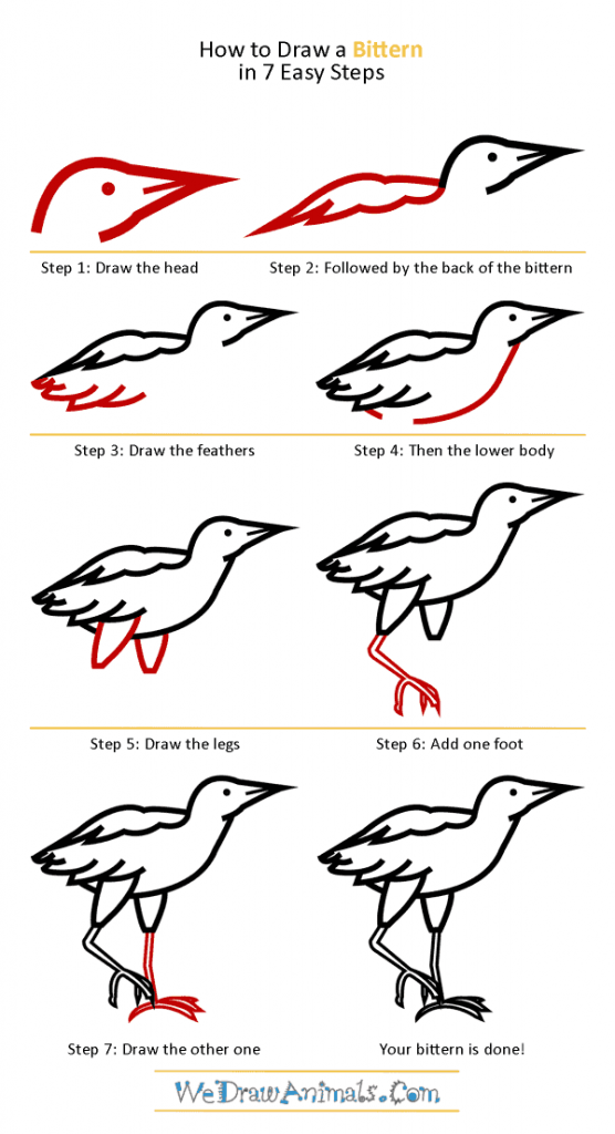 How to Draw a Bittern