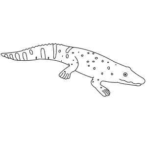 How To Draw a Black Caiman - Step-By-Step Tutorial