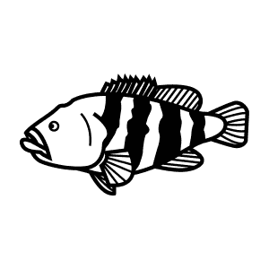 How To Draw a Black Cod - Step-By-Step Tutorial