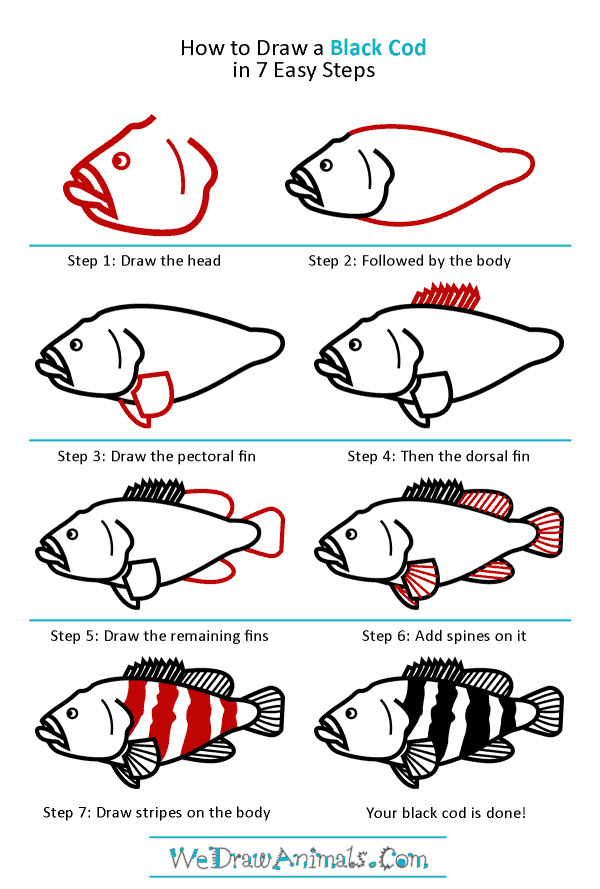 How to Draw a Black Cod - Step-by-Step Tutorial