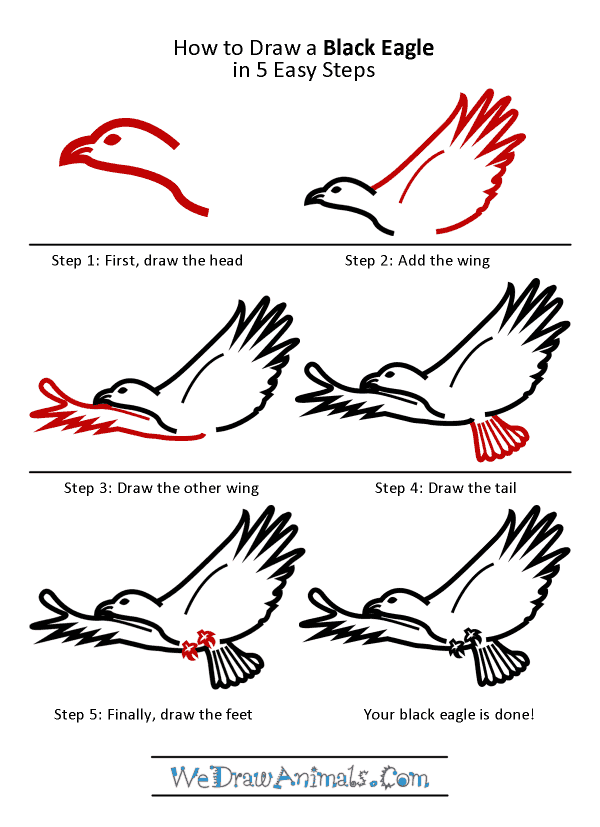 How to Draw a Black Eagle - Step-by-Step Tutorial
