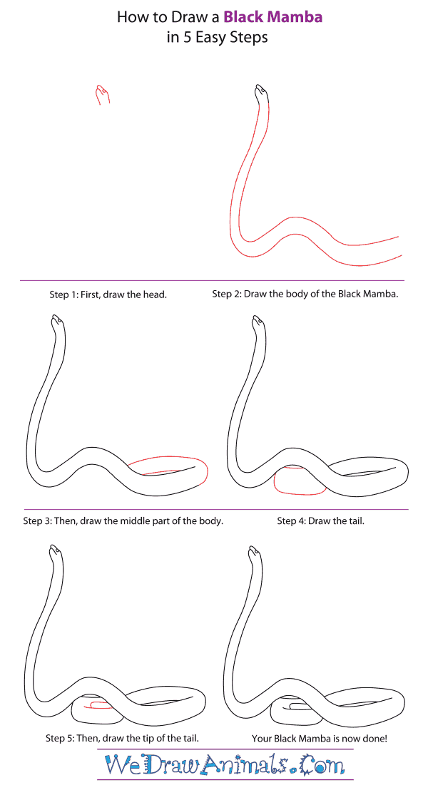 How to Draw a Black Mamba - Step-By-Step Tutorial