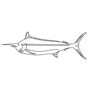 How To Draw a Black Marlin - Step-By-Step Tutorial