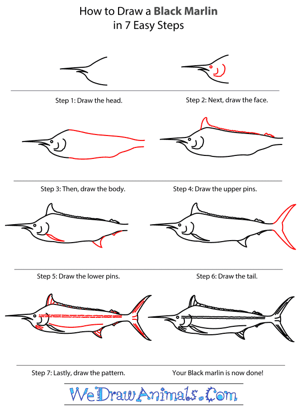 How to Draw a Black Marlin - Step-by-Step Tutorial