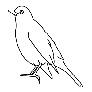 How To Draw a Blackbird - Step-By-Step Tutorial