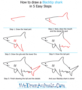 How to Draw a Blacktip Shark
