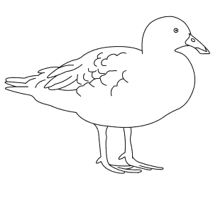 How To Draw a Blue Duck - Step-By-Step Tutorial