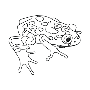 How To Draw a Bobiri Reed Frog - Step-By-Step Tutorial