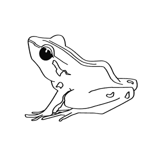 How To Draw a Bob'S Robber Frog - Step-By-Step Tutorial