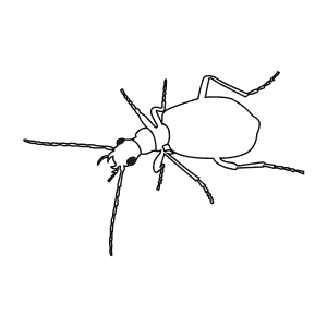 How To Draw a Bombardier Beetle - Step-By-Step Tutorial