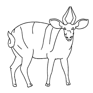 How To Draw a Bongo - Step-By-Step Tutorial