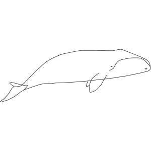 How To Draw a Bowhead Whale - Step-By-Step Tutorial