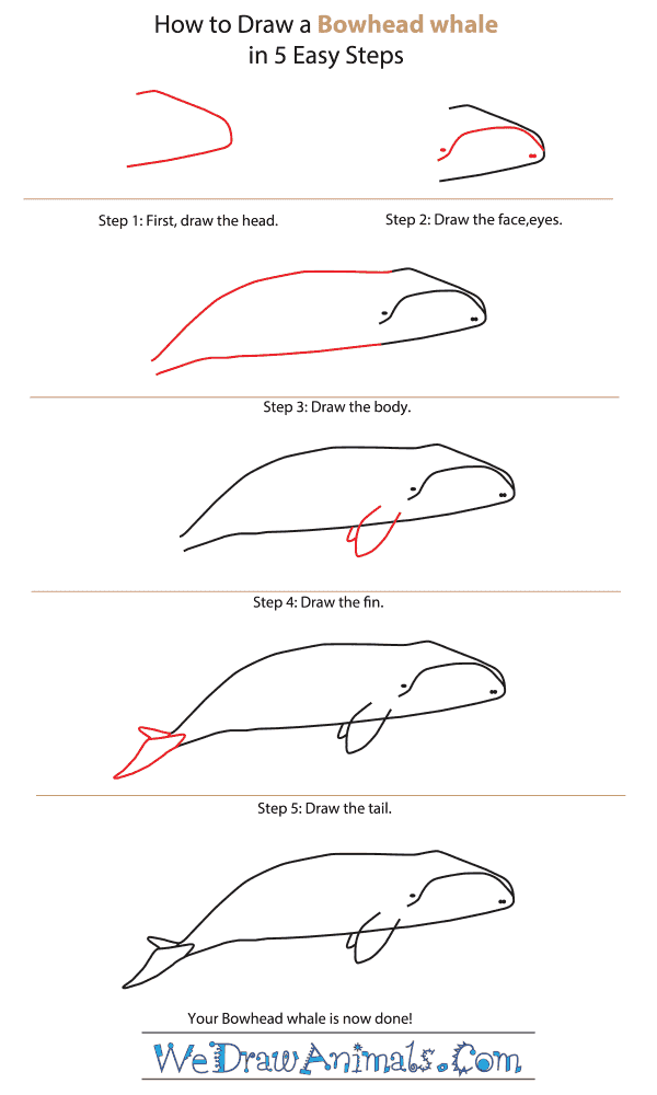 How to Draw a Bowhead Whale - Step-By-Step Tutorial