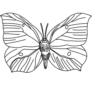 How To Draw a Brimstone - Step-By-Step Tutorial