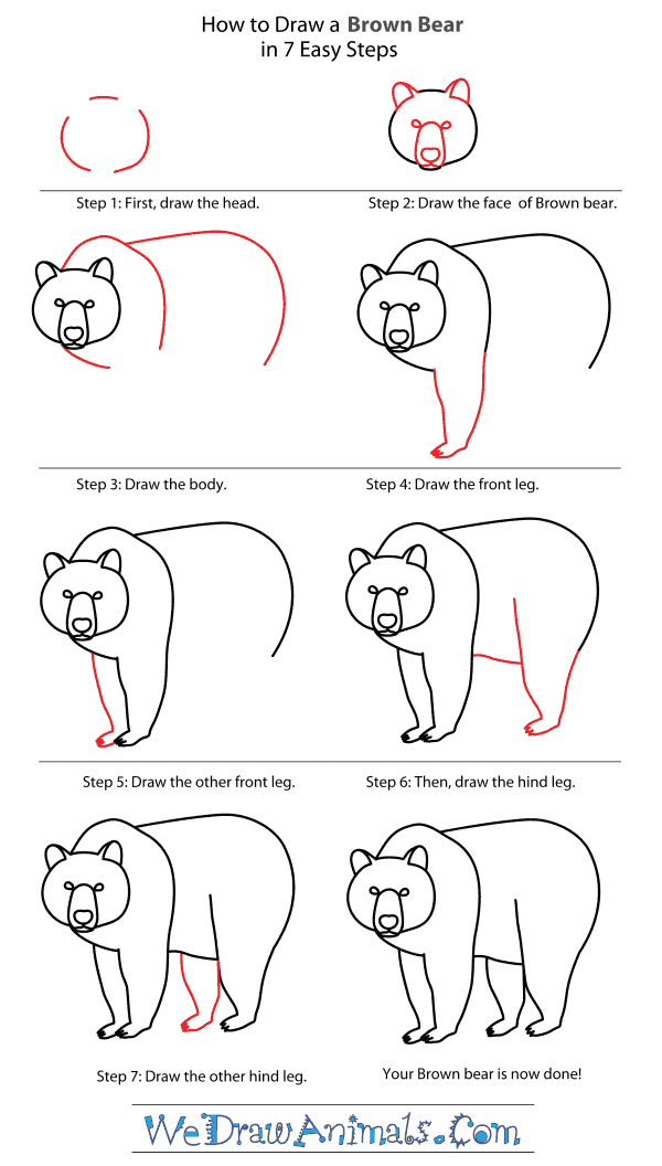 How to Draw a Brown Bear - Step-By-Step Tutorial