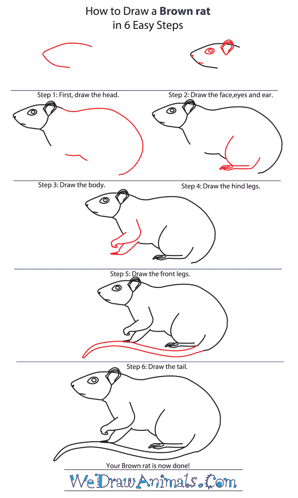 How to Draw a Brown Rat - Step-by-Step Tutorial
