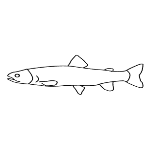 How To Draw a Bull Trout - Step-By-Step Tutorial