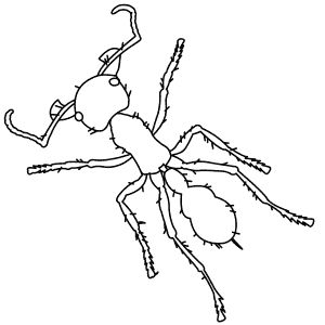 How To Draw a Bullet Ant - Step-By-Step Tutorial