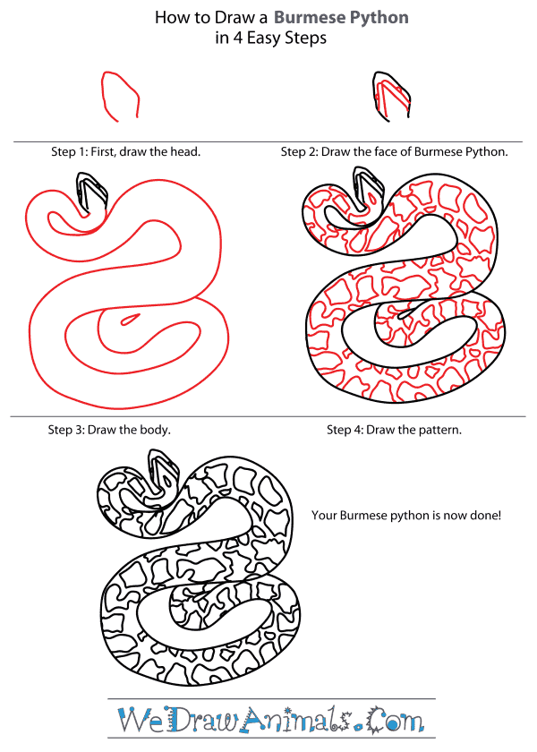 How to Draw a Burmese Python - Step-By-Step Tutorial
