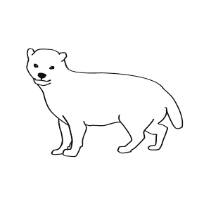 How To Draw a Bush Dog - Step-By-Step Tutorial