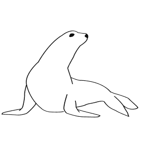 How To Draw a California Sea Lion - Step-By-Step Tutorial