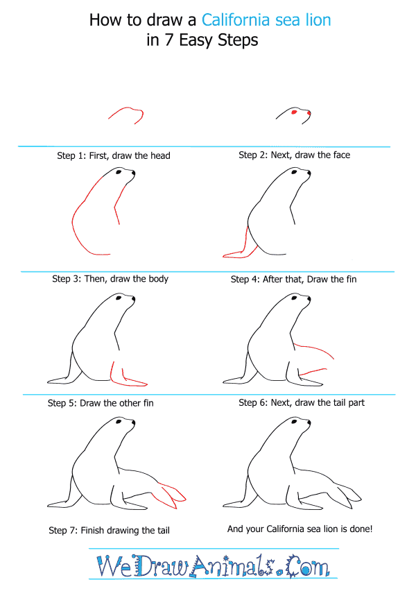 How to Draw a California Sea Lion - Step-by-Step Tutorial