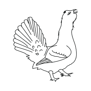 How To Draw a Capercaillie - Step-By-Step Tutorial